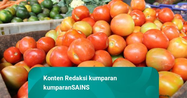 Risiko Memberikan Tomat Terlalu Banyak